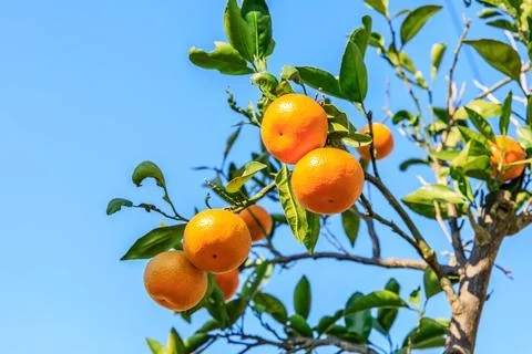 Ripe oranges on the orange tree. Stock Photos