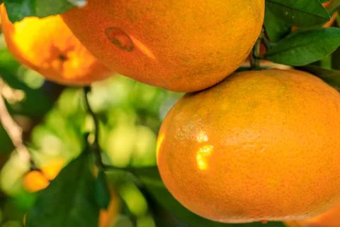 Ripe oranges on the orange tree. Stock Photos