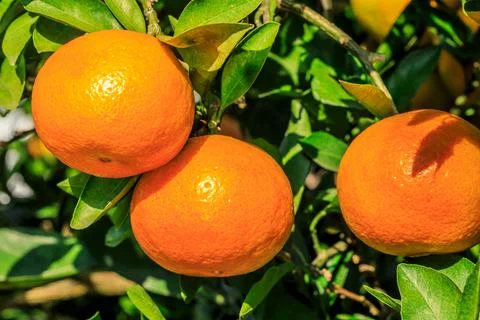 Ripe oranges on the orange tree. Stock Photos