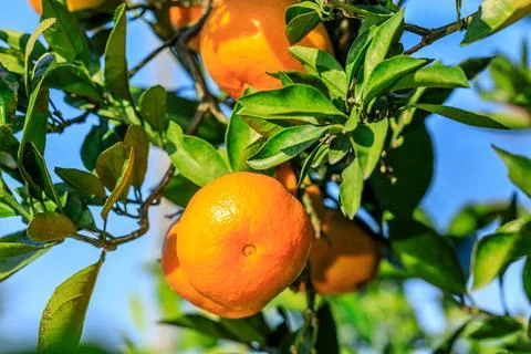 Ripe oranges on the orange tree. Stock Photos