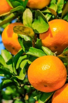 Ripe oranges on the orange tree. Stock Photos