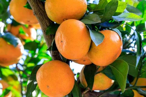 Ripe oranges on the orange tree. Stock Photos