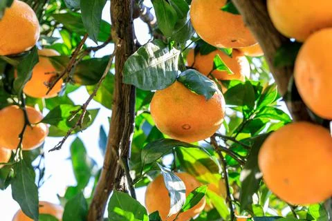 Ripe oranges on the orange tree. Stock Photos