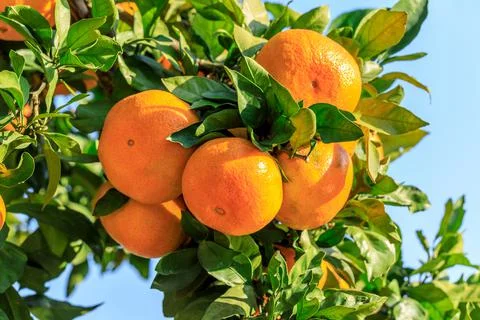 Ripe oranges on the orange tree. Stock Photos