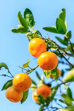 Ripe oranges on the orange tree. Stock Photos