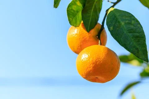 Ripe oranges on the orange tree. Stock Photos