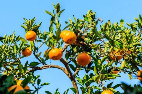 Ripe oranges on the orange tree. Stock Photos