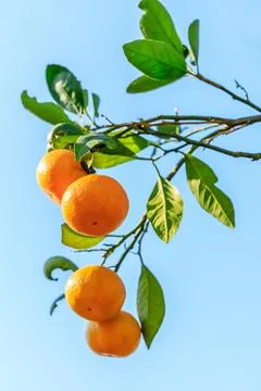 Ripe oranges on the orange tree. Stock Photos