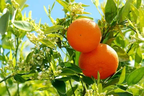 Ripe oranges Stock Photos