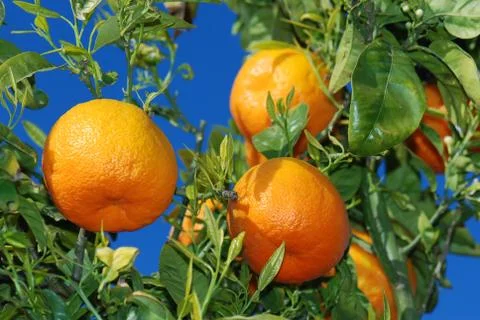 Ripe oranges Foto stock