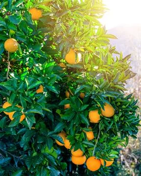 Ripe oranges in sunlight Stock Photos