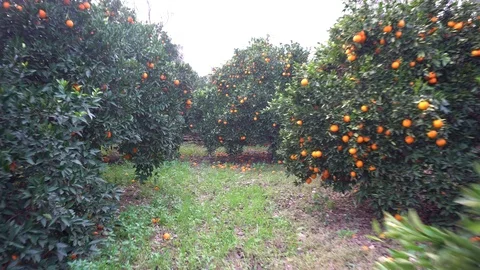 Ripe Oranges On The Tree Stock Footage 105887975