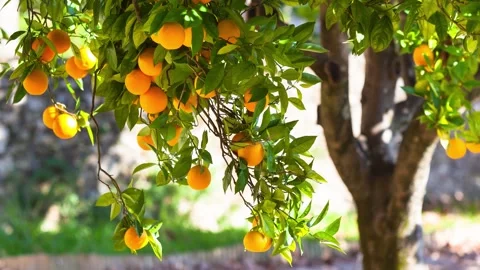 Ripe oranges on tree Stock Footage 315229785