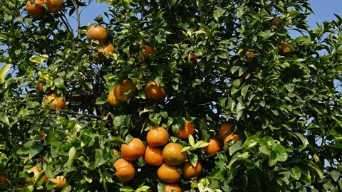 Ripe oranges on tree in the garden Stock Footage 196144724