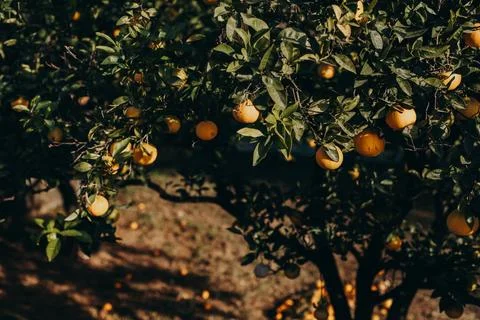 Ripe oranges on a tree in a garden. Selective focus. Stock Photos