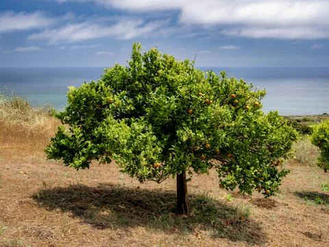 Ripe oranges on a tree overlooking the ocean on a sunny day Fotos de archivo