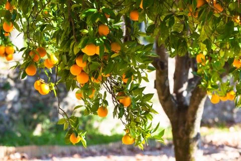 Ripe oranges on tree Stock Photos
