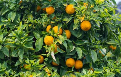 Ripe oranges on tree Stock Photos