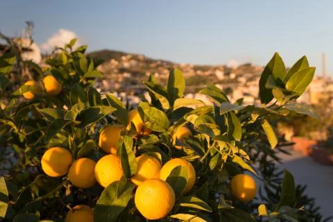 Ripe oranges on a tree Foto stock