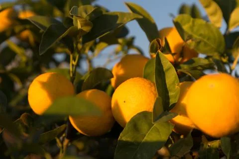 Ripe oranges on a tree Stock Photos
