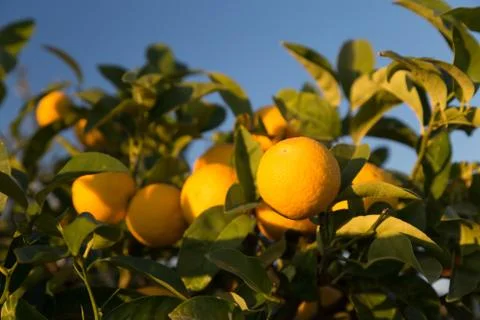 Ripe oranges on a tree Stock Photos