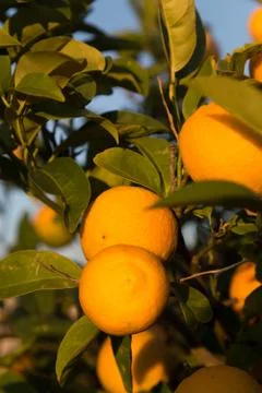 Ripe oranges on a tree Foto stock
