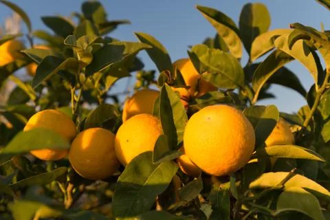 Ripe oranges on a tree Stock Photos