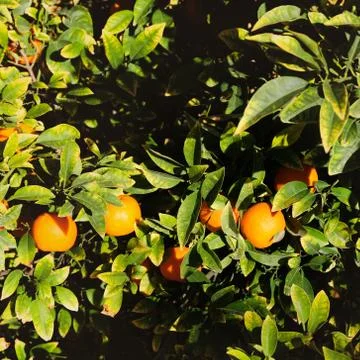 Ripe oranges on a tree Stock Photos