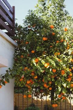 Ripe oranges on a tree Stock Photos
