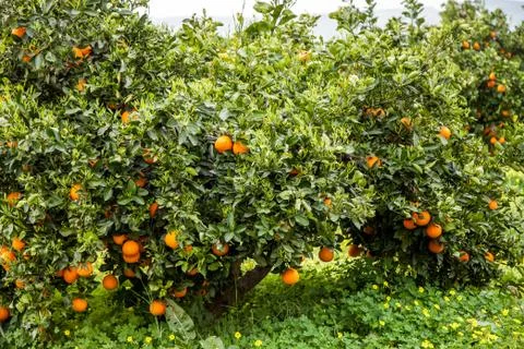 Ripe oranges on a tree Stock Photos
