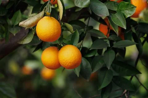 Ripe oranges on the tree 스톡 사진