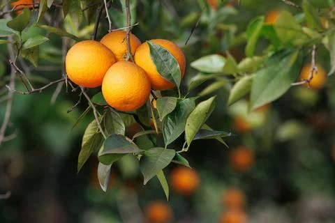 Ripe oranges on the tree Фото