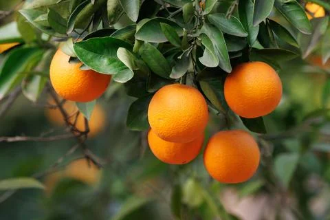 Ripe oranges on the tree Stock Photos
