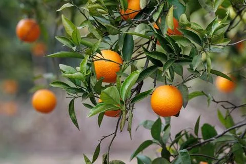 Ripe oranges on the tree Stockfoto's