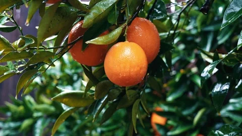 Ripe oranges on a tree in the rain Stock Footage 263922444