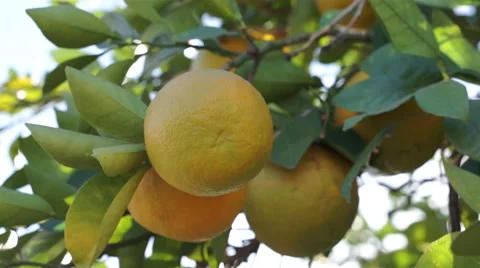 Ripe Oranges in Tree on Sunny Day Stock Footage 44265589