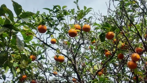 Ripe Oranges on Tree in Valencia, Spain Stock Footage 328995787