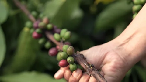 Ripe organic coffee beans on the tree with cinematic bokeh background. Stock Footage 341067162