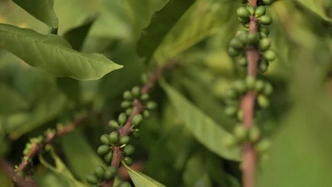 Ripe organic coffee beans on the tree with cinematic bokeh background. Stock Footage 341067183