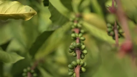 Ripe organic coffee beans on the tree with cinematic bokeh background. Stock Footage 341067354