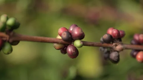 Ripe organic coffee beans on the tree with cinematic bokeh background. Stock Footage 341067362