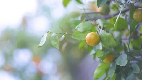 Ripe organic oranges on the tree Stock Footage 76138547