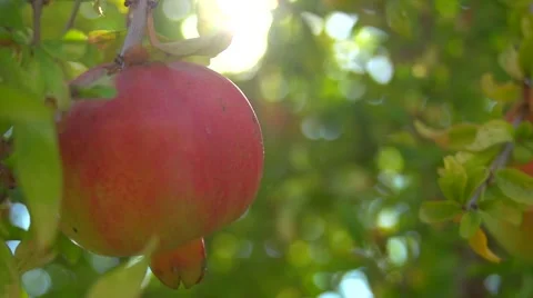 Ripe organic pomegranates Video stock 42055083