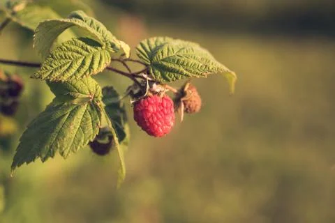 Ripe Organic Raspberry Stock Photos
