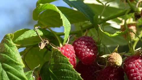 Ripe organic red raspberry on a branch in fruit garden, natural background Stock Footage 282695985