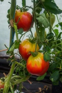 Ripe organic tomatoes in garden ready to harvest. Stock Photos