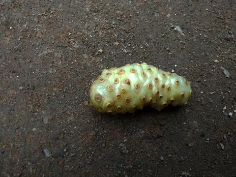 Ripe Pacet Foto stock