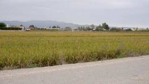 A ripe paddy field with a harvesting machine in the background Stock Footage 103158161