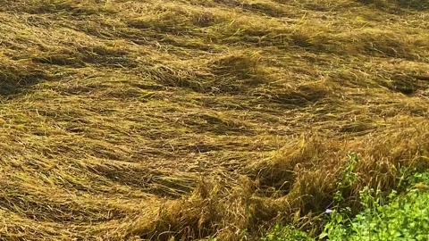 Ripe Paddy Fields After Heavy Storm Winds in Rural Bangladesh Video stock 329223506