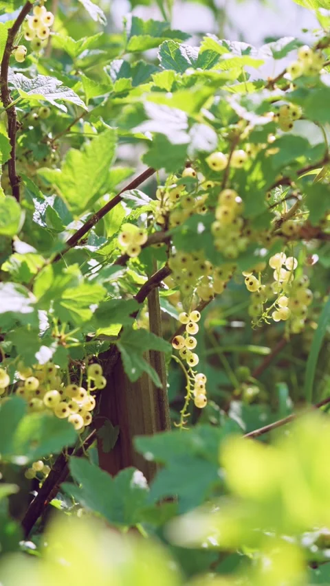 Ripe pale currant clusters and glossy berries among backlit lobed green leaves i Stock Footage 342055786